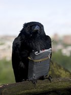 Four Lions - doomed crow