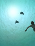 Red Turtle