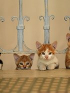 Kedi Kittens