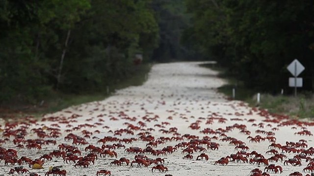 island of hungry ghosts pic