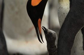 The Penguin King