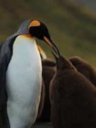 The Penguin King