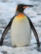 The Penguin King
